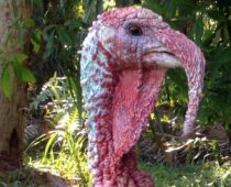 Prehistoric Thanksgiving