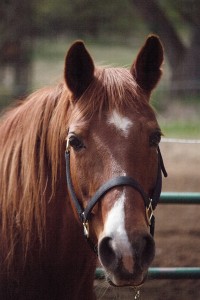 Photo by Joe Cox, courtesy of  Colorado Therapy Horses