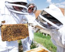 It’s Summer: Get Your Honey (Education) On | Foodie