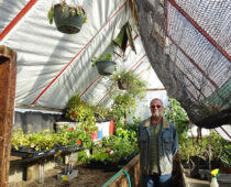 Underground Gardens: Energy-efficient and earth-friendly growing practices | Home & Hood