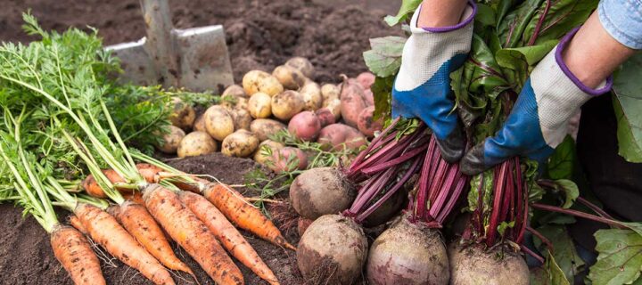Give Us the Beet: Q&A With Colorado Farmers
