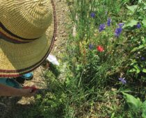 Home Grown: The Beautiful Challenges of Urban Gardening Along the Front Range