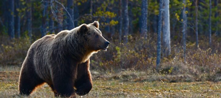 Yellowstone Grizzly Bears Maintain Their Weight Amid Challenges