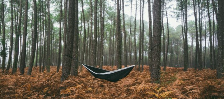 Trying to Hang a Hammock Between Two Charred Trees