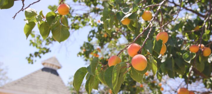 Blissful Peach Tree