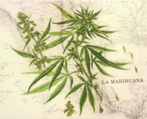 Origins and Dissemination of Cannabis Throughout the World: A Brief History