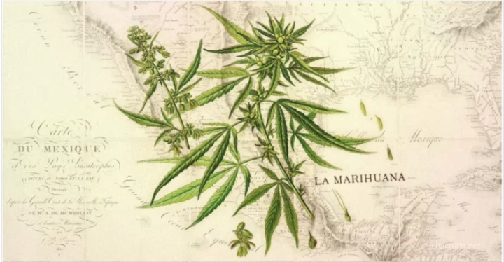 Origins and Dissemination of Cannabis Throughout the World: A Brief History