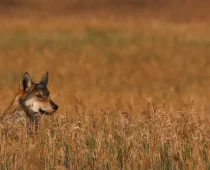USFWS releases final environmental impact statement & draft decision to designate a gray wolf experimental population in Colorado