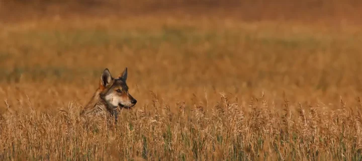 USFWS releases final environmental impact statement & draft decision to designate a gray wolf experimental population in Colorado