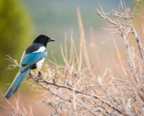 Citizen Science: How Birdwatchers Can Contribute to Scientific Research