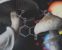 Understanding Newly Legalized Psilocybin Means Looking Ahead