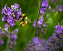 Backyard Bees: A Way to Help Save Colorado’s Bees