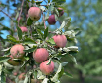 A Brief Intro Into Colorado Apple Growing | Foodie