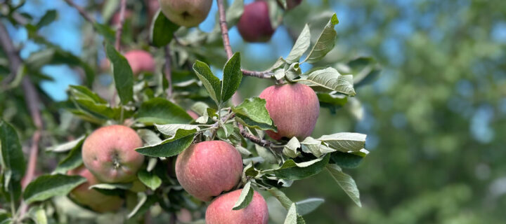 A Brief Intro Into Colorado Apple Growing | Foodie