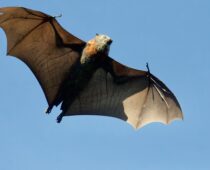 CSU to Build taxpayer-Funded Facility for Bat Breeding and Research