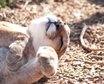 It Is Time to Stop Killing Colorado’s Mountain Lions and Bobcats