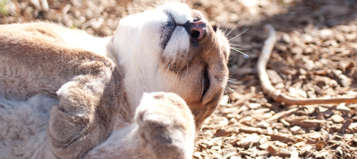 It Is Time to Stop Killing Colorado’s Mountain Lions and Bobcats