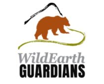 WildEarth Guardians celebrates one-year anniversary of Colorado wolf  reintroduction