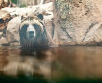 Book Review: Grizzly Confidential; A Deep Dive into How We Can Learn to Coexist with These Fierce Predators.