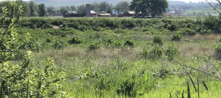 Waneka Property at Center of Lafayette’s Development Debate