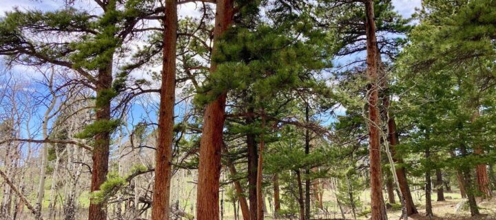 Middle Boulder Creek Fuels Reduction Project: Protection or Risk?