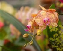 Orchid Showcase – Denver Botanic Gardens