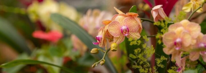 Orchid Showcase – Denver Botanic Gardens