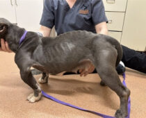 18 Dogs Seized: Two Arrested for Animal Cruelty in Erie