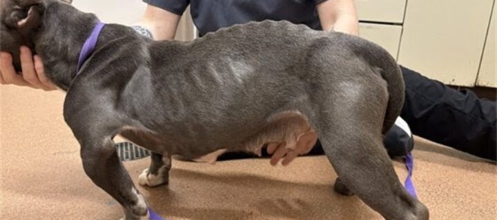 18 Dogs Seized: Two Arrested for Animal Cruelty in Erie