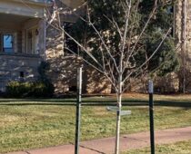 Dry Winter Conditions Prompt City of Boulder to Urge Winter Tree Watering
