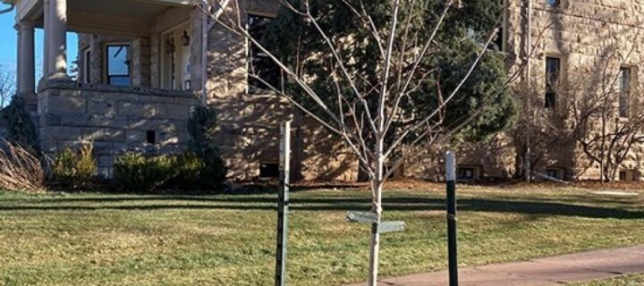 Dry Winter Conditions Prompt City of Boulder to Urge Winter Tree Watering