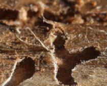Ponderosa Mountain Pine Beetle Task Force Appointees Announced — Meetings to begin end of February