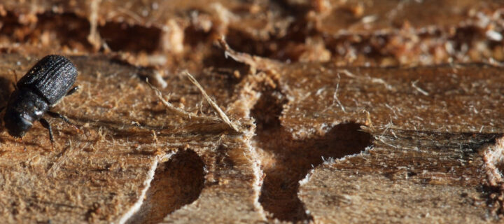 Ponderosa Mountain Pine Beetle Task Force Appointees Announced — Meetings to begin end of February