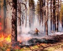 Governor Polis and Colorado DNR Announce $6.9 Million Investment in Wildlire Mitigation Grants