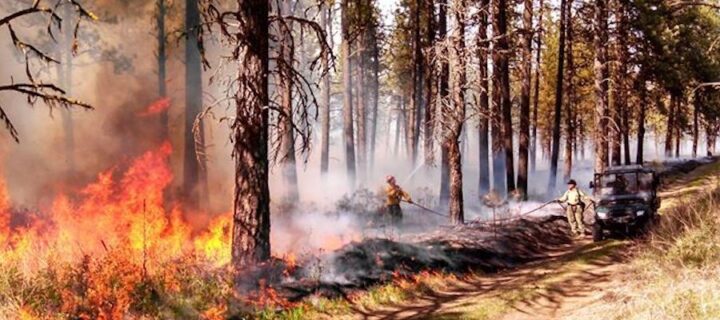 Governor Polis and Colorado DNR Announce $6.9 Million Investment in Wildlire Mitigation Grants
