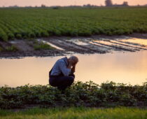 The Shrinking Margins of Boulder County Farming