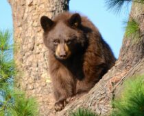Increased Bear Activity Expected In Boulder