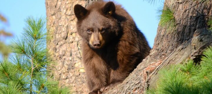 Increased Bear Activity Expected In Boulder
