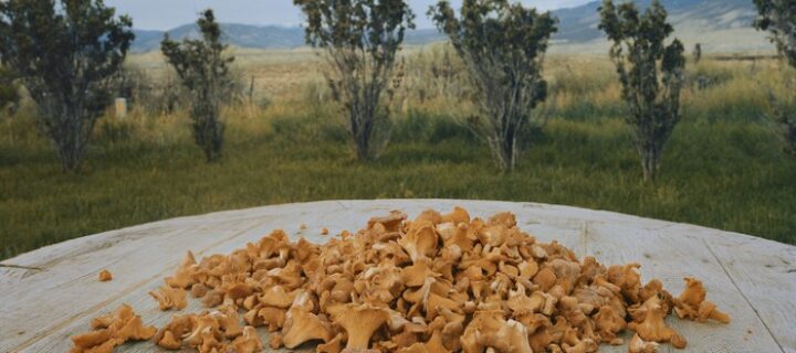 Set the Table Exhibition Coming To The Dairy Arts Center