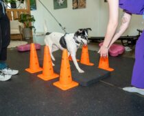 The Challenges and Rewards of Caring for Disabled Pets