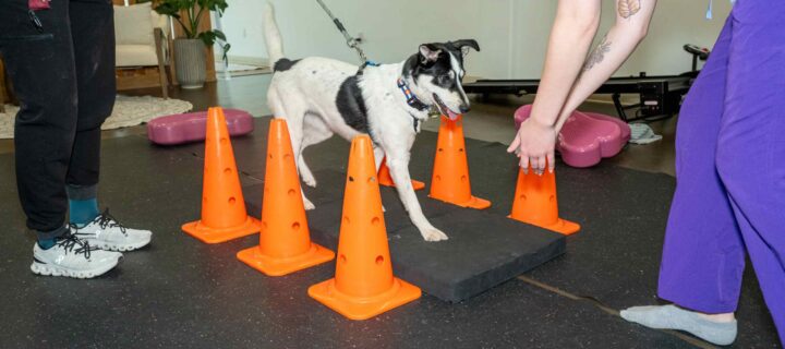 The Challenges and Rewards of Caring for Disabled Pets