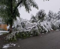 City Advises Caution with Tree Damage from Potential Heavy Snowfall Forecast