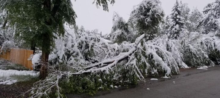 City Advises Caution with Tree Damage from Potential Heavy Snowfall Forecast