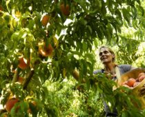 A Fungal Disease, Along With Climate Change, Threatens Colorado’s Prized Peaches
