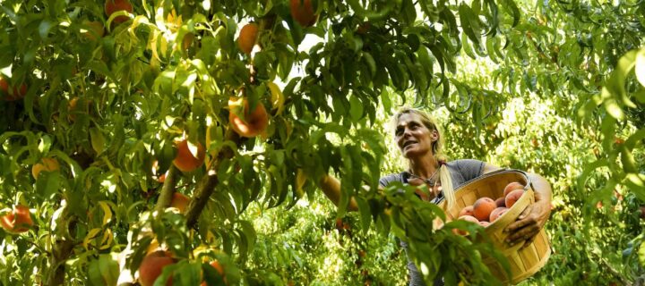 A Fungal Disease, Along With Climate Change, Threatens Colorado’s Prized Peaches