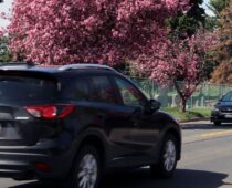 Curbside Service To Be Available for Disability Plates and Placards in Jeffco
