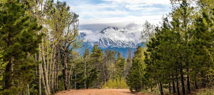 CDOT Launches Emergency Tree Cutting Project To Reduce Wildfire Risk Along State Highways