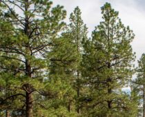 City Works with Xcel to Balance Tree Pruning for Wildfire Resilience with Ecological Health