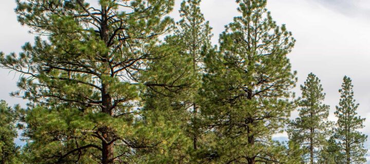 City Works with Xcel to Balance Tree Pruning for Wildfire Resilience with Ecological Health