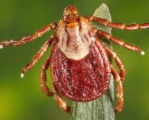 With Tick Activity Higher This Summer, Red Cross Offers Tips to Avoid Bites